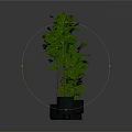 Four Green Potted Plants of Different Heights with Various Colored Pots on Dark Background