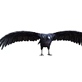 Black Crow As Flying Animal Showing Spread Wings And Standing Posture