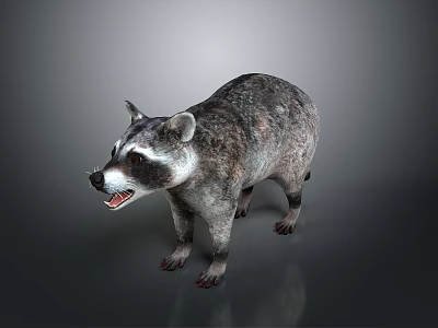 Detailed 3D Raccoon Model With Realistic Fur Texture And Standing Pose On Gray Background 3d model