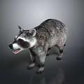 Detailed 3D Raccoon Model With Realistic Fur Texture And Standing Pose On Gray Background