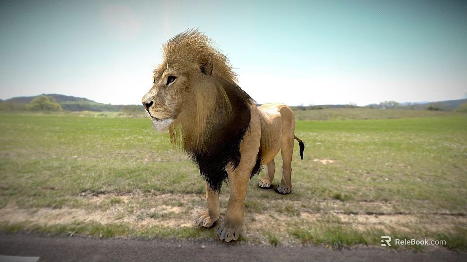 Majestic Male Lion With Thick Mane Standing On Green Grassland 3d model 