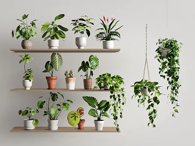 Bonsai Potted Plants Arranged On Wooden Shelves With Hanging Indoor Greenery 3d model