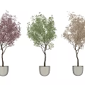Three Different Colored Bonsai Plants in White Pots Displayed on Grey Surface