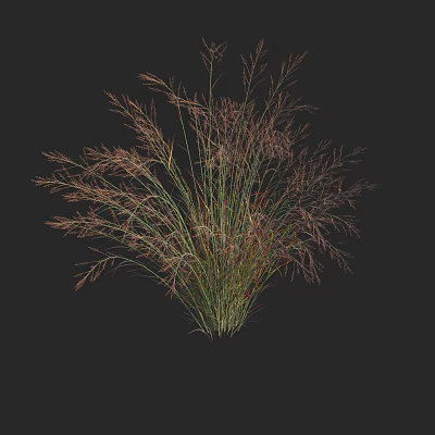 Modern switchgrass 3d model