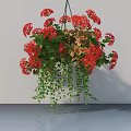 Hanging Basket Plants with Red Flowers Trailing Green Leaves Against Light Wall and Floor Reflection