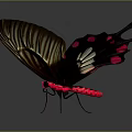 Brown Butterfly With Red White Patterns Unique Wing Shape And Spread Wings On Dark Background