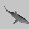 Realistic 3D Shark Model With Open Mouth Sharp Teeth And Gray Body 3d model