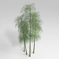 Natural Bamboo Plants With Green Leaves And Tall Stalks In Cluster