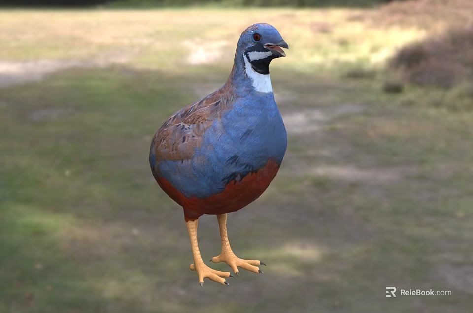 Vibrant Blue And Red Bird With White Neck Standing On Grassy Ground 3d model 