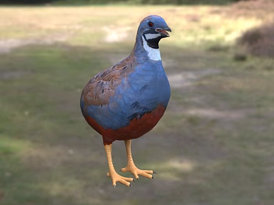 Vibrant Blue And Red Bird With White Neck Standing On Grassy Ground 3d model