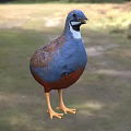 Vibrant Blue And Red Bird With White Neck Standing On Grassy Ground