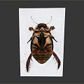 Detailed View Of Cockroach With Red And Black Body On White Paper Dark Background