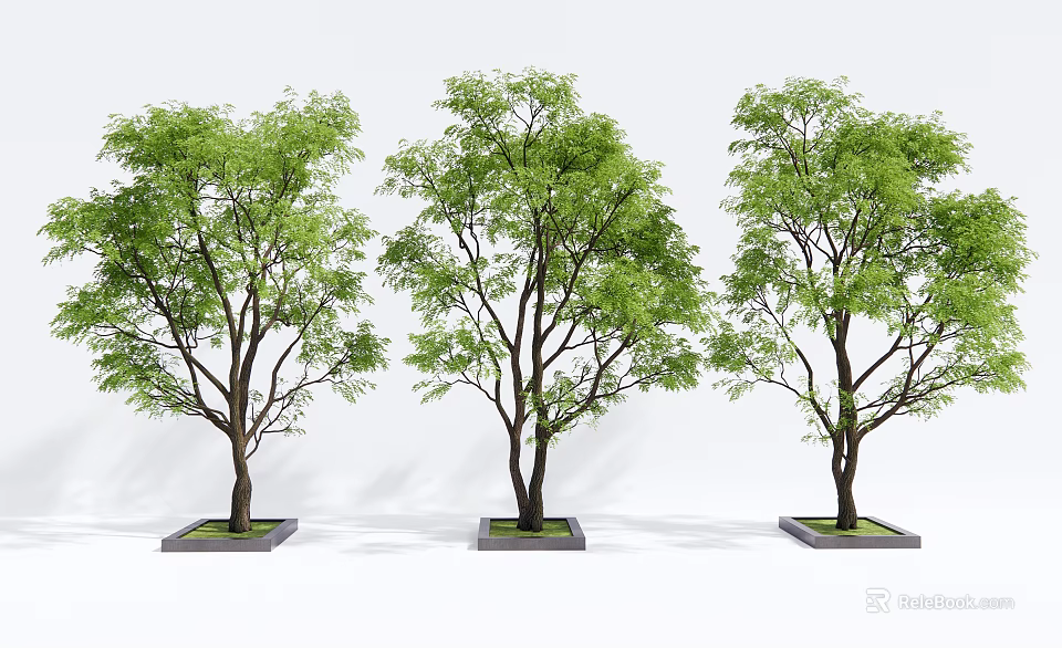 Three Arbor Trees with Green Leaves and Brown Trunks in Square Planters 3d model 