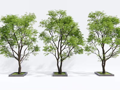 Three Arbor Trees with Green Leaves and Brown Trunks in Square Planters 3d model