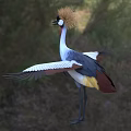Grey Crowned Crane Standing With Spread Wings Golden Crest Red Throat Grey Plumage In Natural Habitat