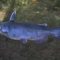 Dark aquatic catfish with prominent whiskers and smooth dark body appearance