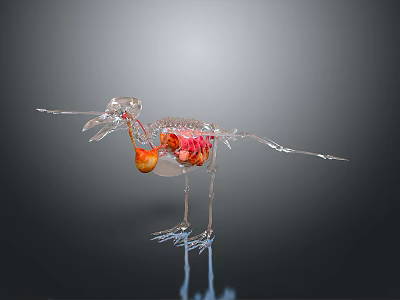 Transparent Bird Skeleton Model With Visible Red And Orange Internal Organs Against Dark Background 3d model