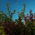 Colorful Shrubs With Red And Green Leaves Under Starry Night Sky