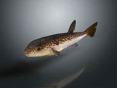 Brown Spotted Puffer Fish With Yellow Eyes And White Spots As Aquatic Animal 3d model