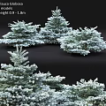 Lush Green Shrubs With Height Ranging From 0.9 To 1.8 Meters For Garden Landscaping