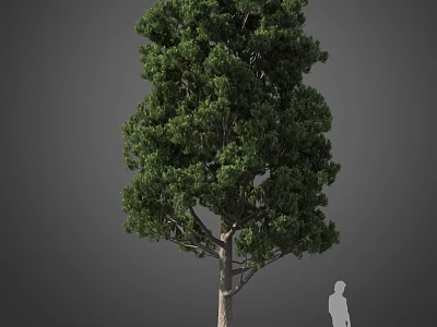 Tall Arbor Featuring Lush Green Foliage Thick Trunk and Human Silhouette for Scale 3d model