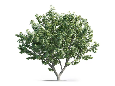 Lush Green Tree With Dense Foliage And Strong Trunk Structure 3d model