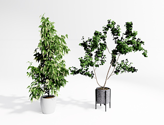 Modern potted plant potted leafy plant bonsai 3d model