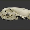 White Animal Skull With Detailed Teeth And Hollow Structure On Dark Background