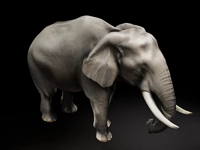 Elephant animal 3d model