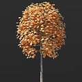 Arbor With Orange Yellow Autumn Leaves And Full Crown Design