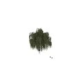 Tall Weeping Willow Tree With Lush Green Drooping Branches And Foliage