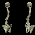 Human Spines And Skulls Anatomical Model For Medical Education