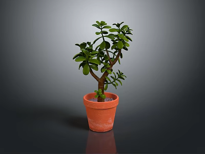 Green Succulent Plant In Terracotta Pot With Branched Stem And Smooth Surface 3d model