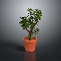 Green Succulent Plant In Terracotta Pot With Branched Stem And Smooth Surface