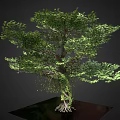 Lush Tree With Green Foliage Entangled Vines Exposed Roots On Reflective Base Against Dark Background
