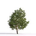 Modern Tree Spruce Pine, Pinus sylvestris, Pine Cedar 3d model