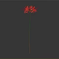 Red Flower With Slender Stem And Radiant Petals On Gradient Gray Black Background