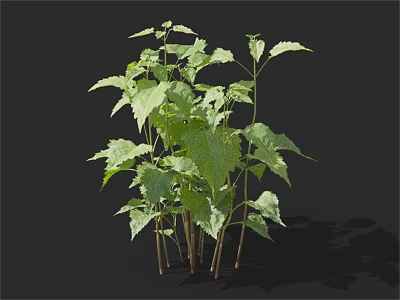 Lush Green Leafy Plants With Slender Stems And Serrated Leaves On Black Background 3d model