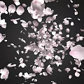 Falling Pink Cherry Blossom Petals on Black Background Romantic Aesthetic View