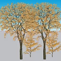 Autumn Arbor Trees With Vibrant Orange Foliage And Tall Trunks