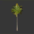 Tall Palm Tree With Green Yellow Leaves And Brown Trunk On Grey Background
