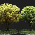 Lush Trees with Yellowish Green Orange and Green Leaves on Grass and Small Stones