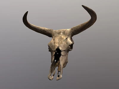 Bull Skull With Large Curved Horns And Detailed Texture On Gray Background 3d model