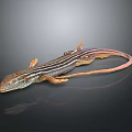 Striped Lizard with Orange Brown Body on Smooth Black Surface and Long Tail