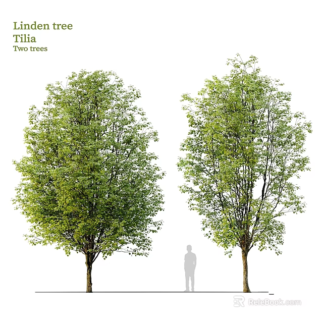 Garden Landscape Features With Two Trees Green Foliage And Human Silhouette For Scale 3d model 