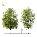 Garden Landscape Features With Two Trees Green Foliage And Human Silhouette For Scale