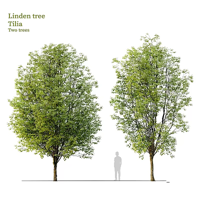 Garden Landscape Features With Two Trees Green Foliage And Human Silhouette For Scale 3d model