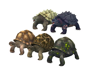 Various Reptile Species Including Tortoises With Unique Shell Patterns And Natural Textures 3d model