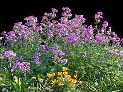 Blooming Lush Purple Flowers With Yellow And White Small Flowers And Green Grass 3d model