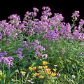 Blooming Lush Purple Flowers With Yellow And White Small Flowers And Green Grass